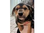 Adopt Dove a Retriever