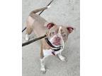 Adopt Nala a Boston Terrier, Mixed Breed