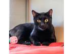 Adopt Ji Ji a Domestic Short Hair