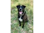 Adopt Raven a Mixed Breed