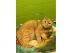 Adopt Saimie a Domestic Short Hair