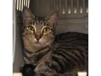 Adopt Mango a Domestic Short Hair