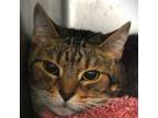 Adopt Benny a Domestic Short Hair