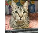 Adopt Dixie a Domestic Short Hair