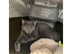 Adopt Earl a Domestic Short Hair