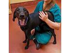 Adopt Luna a Treeing Walker Coonhound, Labrador Retriever