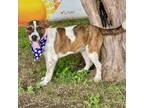 Adopt Alfalfa 24-03-127 a Cattle Dog
