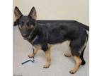 Adopt Sonya 24-04-004 a German Shepherd Dog