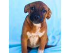 Adopt Spanky 24-03-127 a Black Mouth Cur