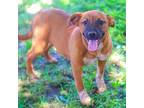Adopt Spanky 24-03-127 a Black Mouth Cur