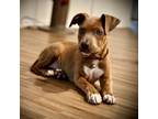 Adopt Rory Gilmore 24-03-145 a Pit Bull Terrier