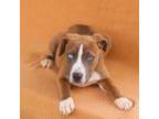 Adopt Lorelai Gilmore 24-03-145 a Pit Bull Terrier