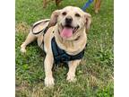 Adopt Brandy a Labrador Retriever, Beagle