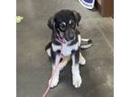 Adopt Kami a Anatolian Shepherd