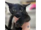 Adopt Calypso a Domestic Short Hair