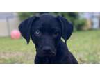 Adopt Ashton a Pointer, Labrador Retriever