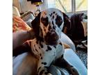 Adopt Smiley a Dalmatian