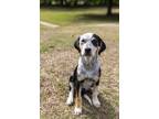 Adopt Esther a Bluetick Coonhound, Retriever