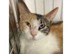 Adopt Allegra a Domestic Short Hair