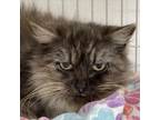 Adopt Gray a Domestic Long Hair