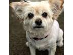 Adopt Lucy a Pomeranian