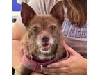 Adopt Mairabel a Terrier