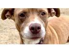 Adopt Gaia a American Staffordshire Terrier, Labrador Retriever