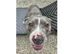 Adopt Lala (L-Buddies) a American Staffordshire Terrier