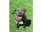 Adopt Spring a Pit Bull Terrier, Mixed Breed