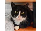 Adopt Betty a Domestic Medium Hair, Domestic Short Hair