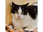 Adopt Bea a Domestic Medium Hair, Domestic Short Hair