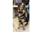 Adopt Sonata S. a German Shepherd Dog