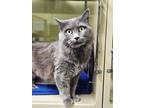 Adopt Margo a Domestic Long Hair