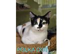 Adopt Polka Dot AND Rover a Domestic Short Hair