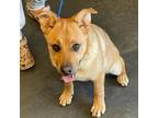 Adopt Latte a Mixed Breed
