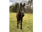 Adopt Ella a Thoroughbred