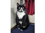 Adopt Dear Abby a Domestic Short Hair