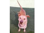 Adopt Posh Spice a Pit Bull Terrier