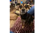 Adopt Roxanne a Mixed Breed