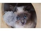 Adopt Blossom a Domestic Short Hair