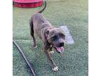 Adopt Emmy a Mixed Breed