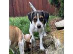 Adopt Madison a Beagle, Plott Hound