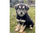Adopt Charley a Shepherd, Great Pyrenees