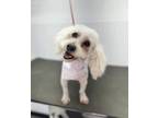 Adopt Penelope a Poodle