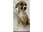 Adopt Pippa a Jack Russell Terrier, Feist