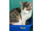 Adopt Tova a Domestic Short Hair