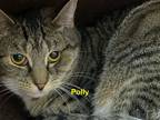 Adopt Polly a Domestic Short Hair