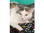 Adopt Selena a Domestic Short Hair