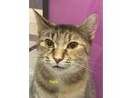 Adopt Paris a Domestic Short Hair