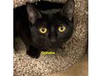 Adopt Ophelia a Domestic Short Hair